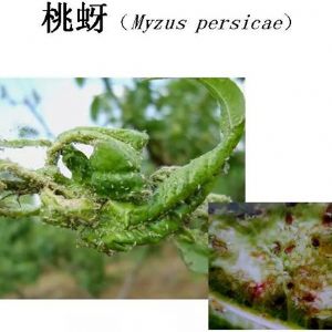 蘋果、桃、櫻桃主要病害防治技術