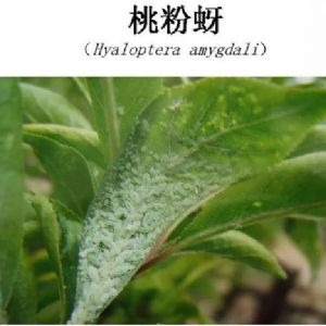 蘋果、桃、櫻桃主要病害防治技術
