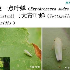 蘋果、桃、櫻桃主要病害防治技術