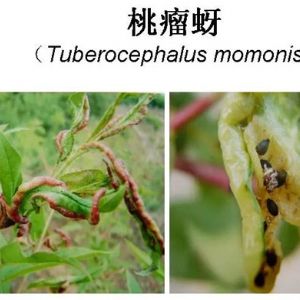 蘋果、桃、櫻桃主要病害防治技術