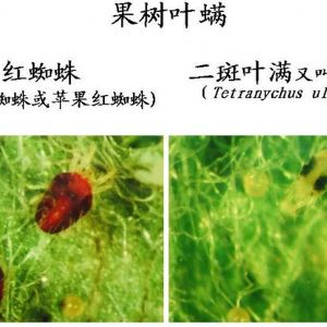 蘋果、桃、櫻桃主要病害防治技術