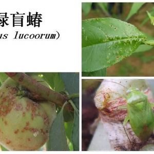 蘋果、桃、櫻桃主要病害防治技術