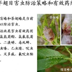 蘋果、桃、櫻桃主要病害防治技術
