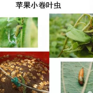 蘋果、桃、櫻桃主要病害防治技術