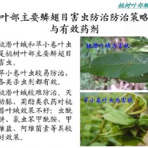 蘋果、桃、櫻桃主要病害防治技術