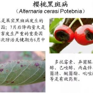蘋果、桃、櫻桃主要病害防治技術