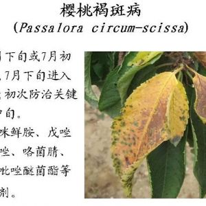 蘋果、桃、櫻桃主要病害防治技術