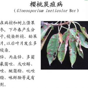 蘋果、桃、櫻桃主要病害防治技術