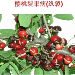 蘋果、桃、櫻桃主要病害防治技術