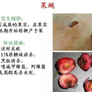 蘋果、桃、櫻桃主要病害防治技術