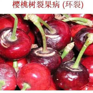 蘋果、桃、櫻桃主要病害防治技術