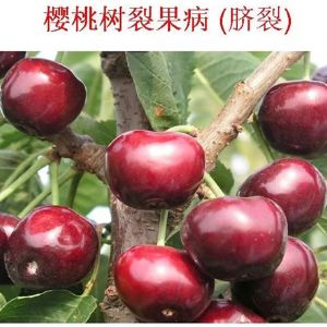 蘋果、桃、櫻桃主要病害防治技術