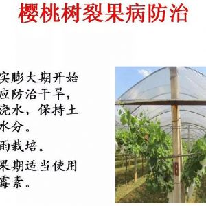 蘋果、桃、櫻桃主要病害防治技術