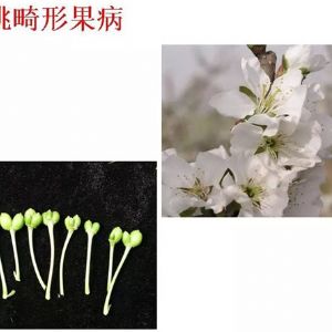 蘋果、桃、櫻桃主要病害防治技術