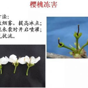 蘋果、桃、櫻桃主要病害防治技術