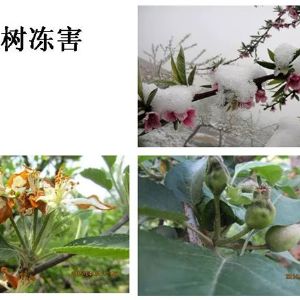 蘋果、桃、櫻桃主要病害防治技術
