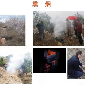 蘋果、桃、櫻桃主要病害防治技術