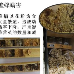 蘋果、桃、櫻桃主要病害防治技術