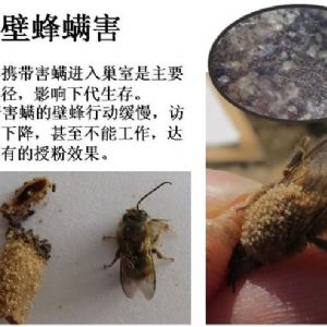 蘋果、桃、櫻桃主要病害防治技術