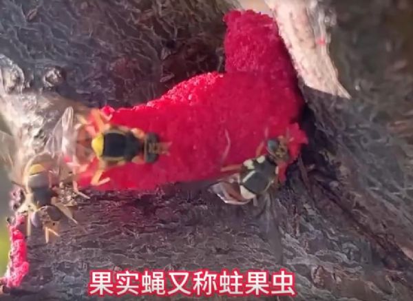 泰安市泰山區(qū)仕達(dá)農(nóng)業(yè)科技有限公司果實(shí)蠅危害介紹