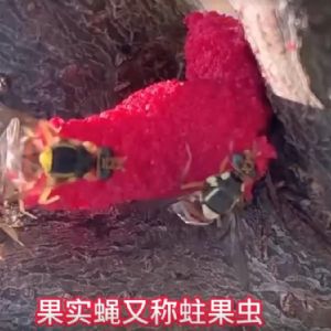 泰安市泰山區(qū)仕達(dá)農(nóng)業(yè)科技有限公司果實(shí)蠅危害介紹
